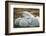 Polar Bear and Cubs by Hudson Bay, Manitoba, Canada-Paul Souders-Framed Photographic Print