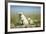 Polar Bear and Cubs, Hudson Bay, Manitoba, Canada-Paul Souders-Framed Photographic Print