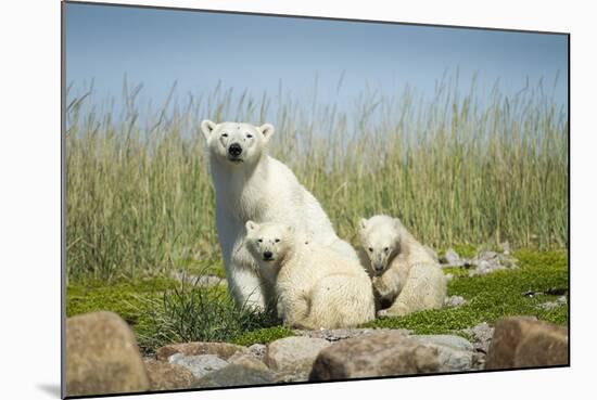 Polar Bear and Cubs, Hudson Bay, Manitoba, Canada-Paul Souders-Mounted Photographic Print