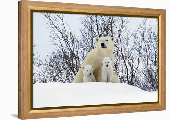 Polar Bear and Cubs X Two Sitting-null-Framed Premier Image Canvas