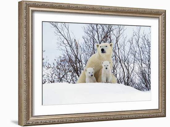 Polar Bear and Cubs X Two Sitting-null-Framed Photographic Print