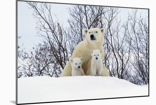 Polar Bear and Cubs X Two Sitting-null-Mounted Photographic Print