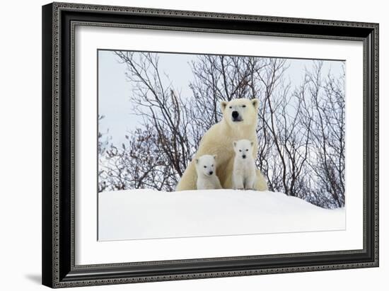 Polar Bear and Cubs X Two Sitting-null-Framed Photographic Print