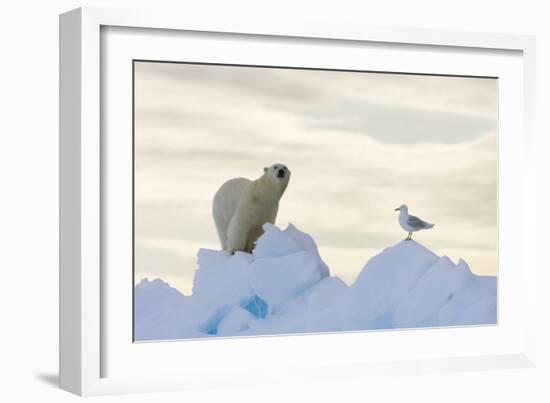 Polar Bear And Seagull-Louise Murray-Framed Photographic Print