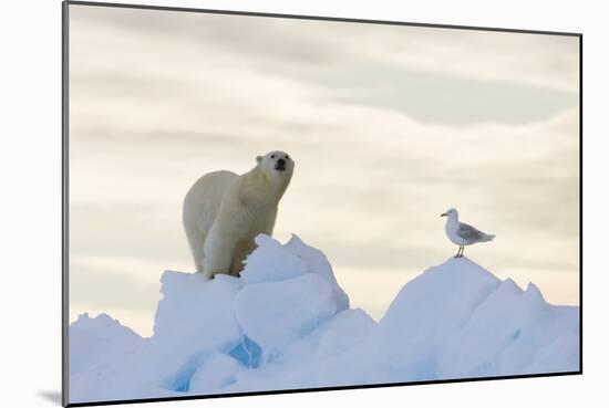 Polar Bear And Seagull-Louise Murray-Mounted Photographic Print