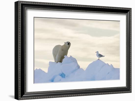 Polar Bear And Seagull-Louise Murray-Framed Photographic Print