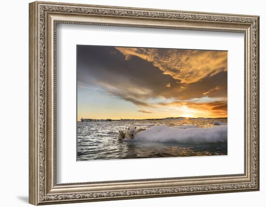 Polar Bear and Young Cub Cling to Melting Sea Ice at Sunset Near Harbor Islands,Canada-Paul Souders-Framed Photographic Print