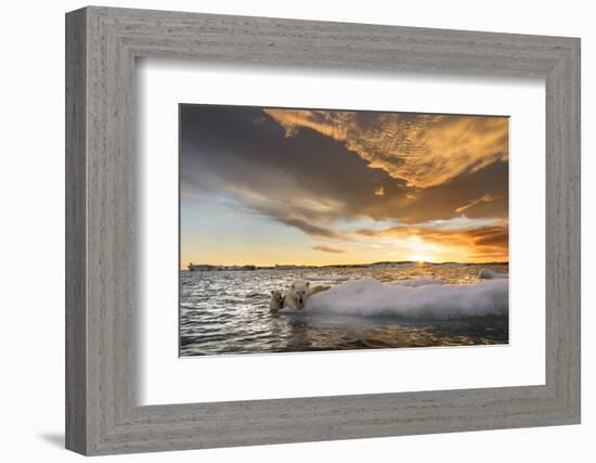 Polar Bear and Young Cub Cling to Melting Sea Ice at Sunset Near Harbor Islands,Canada-Paul Souders-Framed Photographic Print