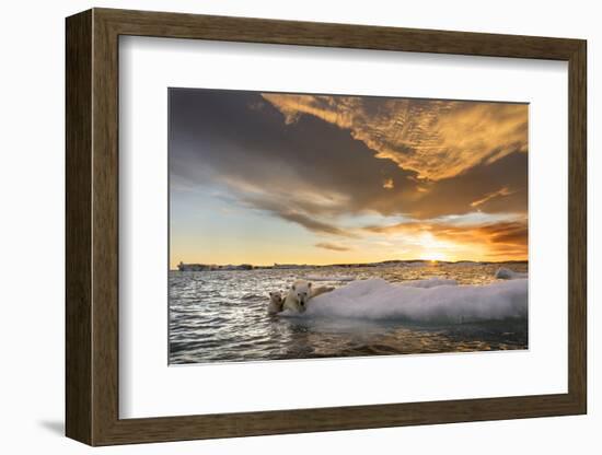 Polar Bear and Young Cub Cling to Melting Sea Ice at Sunset Near Harbor Islands,Canada-Paul Souders-Framed Photographic Print