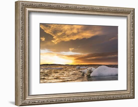 Polar Bear and Young Cub Cling to Melting Sea Ice at Sunset Near Harbor Islands,Canada-Paul Souders-Framed Photographic Print