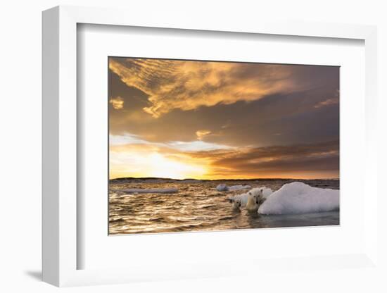 Polar Bear and Young Cub Cling to Melting Sea Ice at Sunset Near Harbor Islands,Canada-Paul Souders-Framed Photographic Print