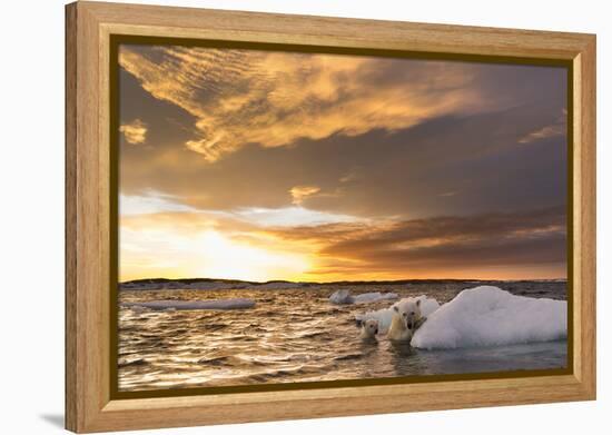 Polar Bear and Young Cub Cling to Melting Sea Ice at Sunset Near Harbor Islands,Canada-Paul Souders-Framed Premier Image Canvas