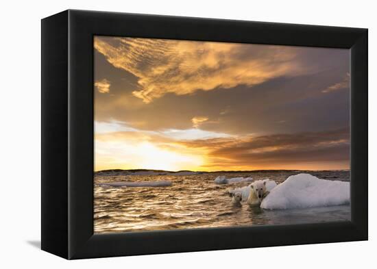 Polar Bear and Young Cub Cling to Melting Sea Ice at Sunset Near Harbor Islands,Canada-Paul Souders-Framed Premier Image Canvas