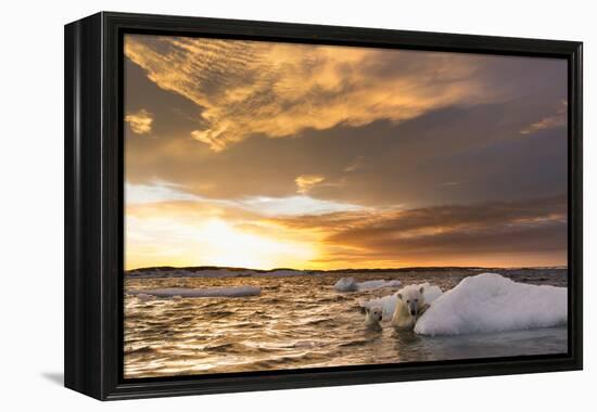 Polar Bear and Young Cub Cling to Melting Sea Ice at Sunset Near Harbor Islands,Canada-Paul Souders-Framed Premier Image Canvas