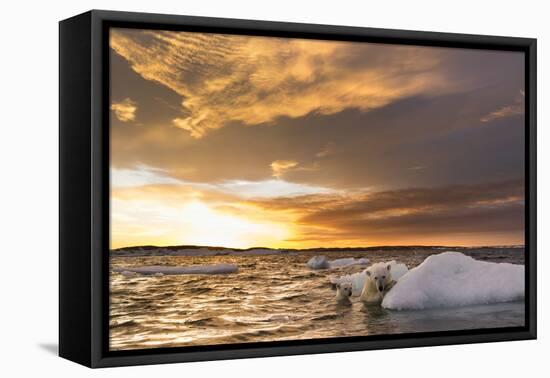 Polar Bear and Young Cub Cling to Melting Sea Ice at Sunset Near Harbor Islands,Canada-Paul Souders-Framed Premier Image Canvas