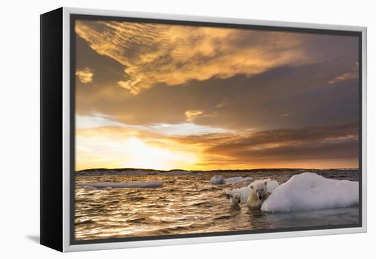 Polar Bear and Young Cub Cling to Melting Sea Ice at Sunset Near Harbor Islands,Canada-Paul Souders-Framed Premier Image Canvas