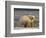 Polar Bear, Arctic National Wildlife Refuge, Alaska, USA-Hugh Rose-Framed Photographic Print