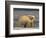 Polar Bear, Arctic National Wildlife Refuge, Alaska, USA-Hugh Rose-Framed Photographic Print