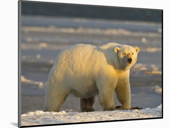 Polar Bear, Arctic National Wildlife Refuge, Alaska, USA-Hugh Rose-Mounted Photographic Print