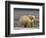 Polar Bear, Arctic National Wildlife Refuge, Alaska, USA-Hugh Rose-Framed Photographic Print