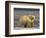 Polar Bear, Arctic National Wildlife Refuge, Alaska, USA-Hugh Rose-Framed Photographic Print