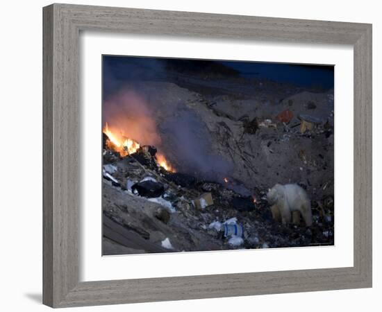 Polar Bear at the Dump, Ursus Maritimus, Churchill, Manitoba, Canada-Thorsten Milse-Framed Photographic Print