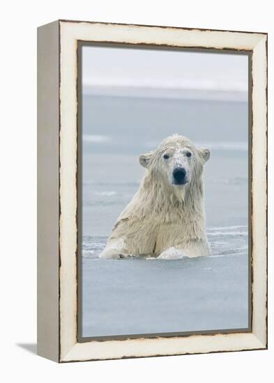 Polar Bear Boar Plays in the Water, Bernard Spit, ANWR, Alaska, USA-Steve Kazlowski-Framed Premier Image Canvas