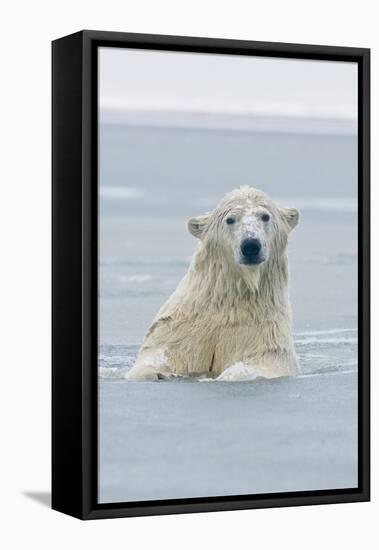 Polar Bear Boar Plays in the Water, Bernard Spit, ANWR, Alaska, USA-Steve Kazlowski-Framed Premier Image Canvas