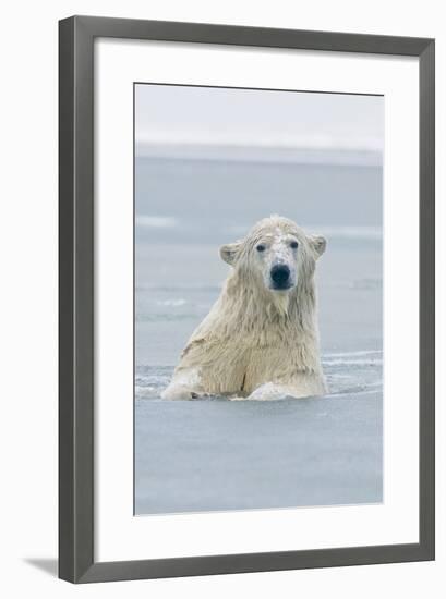 Polar Bear Boar Plays in the Water, Bernard Spit, ANWR, Alaska, USA-Steve Kazlowski-Framed Photographic Print