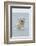 Polar Bear Boar Plays in the Water, Bernard Spit, ANWR, Alaska, USA-Steve Kazlowski-Framed Photographic Print