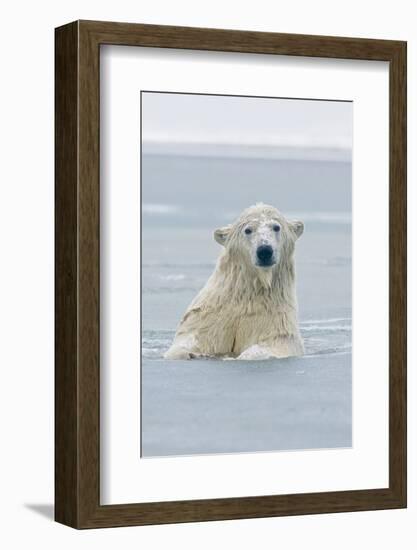 Polar Bear Boar Plays in the Water, Bernard Spit, ANWR, Alaska, USA-Steve Kazlowski-Framed Photographic Print