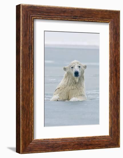 Polar Bear Boar Plays in the Water, Bernard Spit, ANWR, Alaska, USA-Steve Kazlowski-Framed Photographic Print