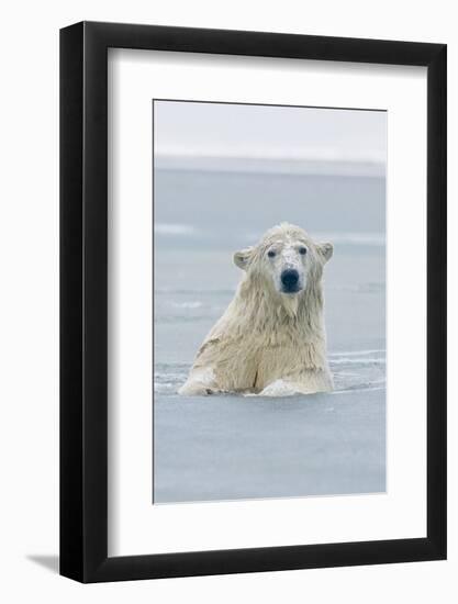 Polar Bear Boar Plays in the Water, Bernard Spit, ANWR, Alaska, USA-Steve Kazlowski-Framed Photographic Print