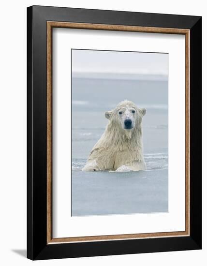 Polar Bear Boar Plays in the Water, Bernard Spit, ANWR, Alaska, USA-Steve Kazlowski-Framed Photographic Print