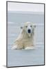 Polar Bear Boar Plays in the Water, Bernard Spit, ANWR, Alaska, USA-Steve Kazlowski-Mounted Photographic Print