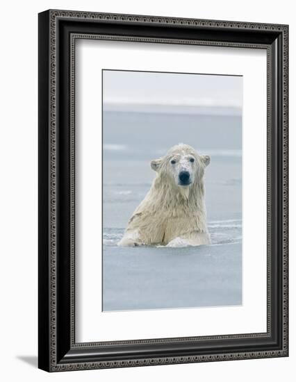 Polar Bear Boar Plays in the Water, Bernard Spit, ANWR, Alaska, USA-Steve Kazlowski-Framed Photographic Print