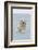 Polar Bear Boar Plays in the Water, Bernard Spit, ANWR, Alaska, USA-Steve Kazlowski-Framed Photographic Print