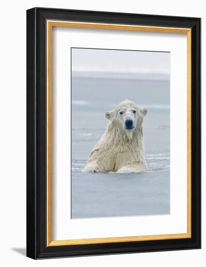 Polar Bear Boar Plays in the Water, Bernard Spit, ANWR, Alaska, USA-Steve Kazlowski-Framed Photographic Print