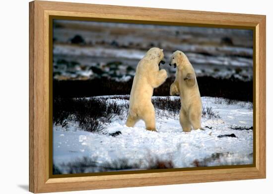 Polar Bear Brawl II-Howard Ruby-Framed Premier Image Canvas