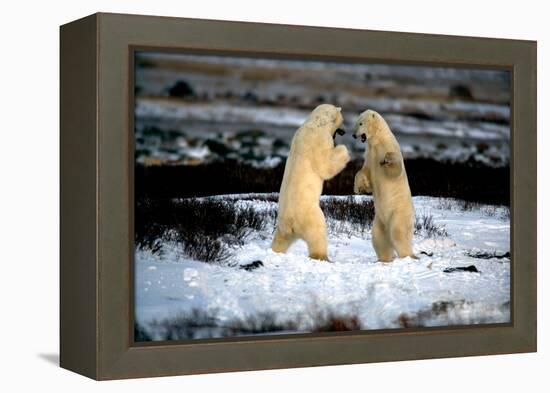 Polar Bear Brawl II-Howard Ruby-Framed Premier Image Canvas