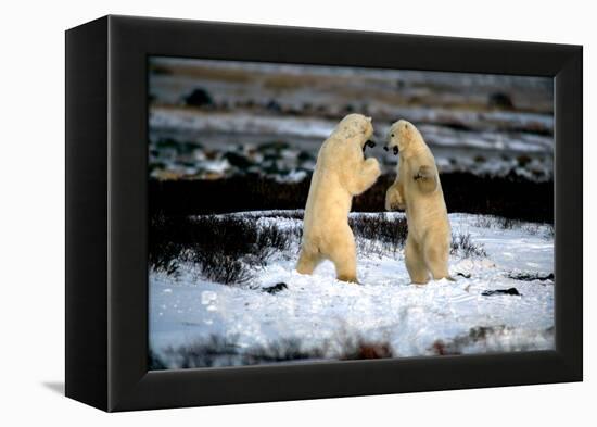 Polar Bear Brawl II-Howard Ruby-Framed Premier Image Canvas