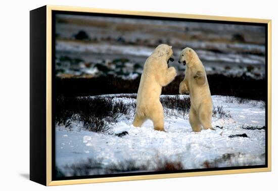 Polar Bear Brawl II-Howard Ruby-Framed Premier Image Canvas