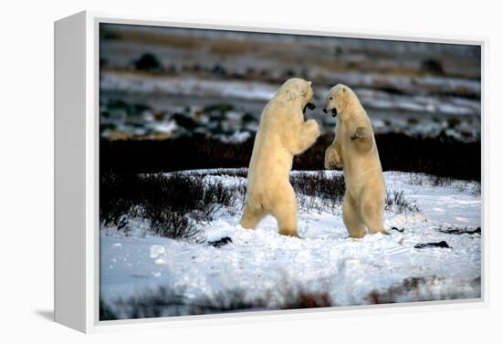 Polar Bear Brawl II-Howard Ruby-Framed Premier Image Canvas