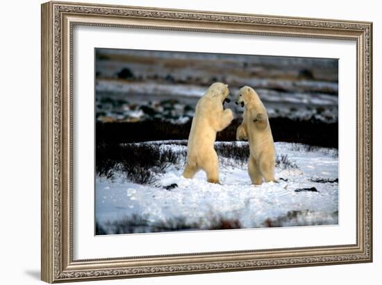 Polar Bear Brawl II-Howard Ruby-Framed Photographic Print