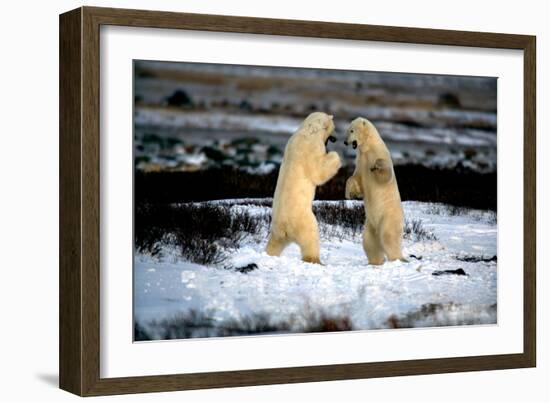 Polar Bear Brawl II-Howard Ruby-Framed Photographic Print