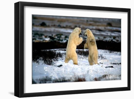 Polar Bear Brawl II-Howard Ruby-Framed Photographic Print