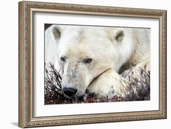 Polar Bear, Canada I-Art Wolfe-Framed Giclee Print