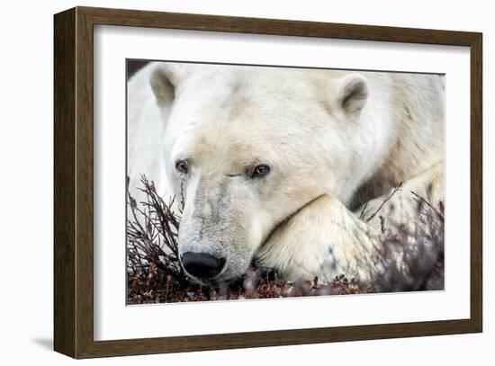 Polar Bear, Canada I-Art Wolfe-Framed Giclee Print