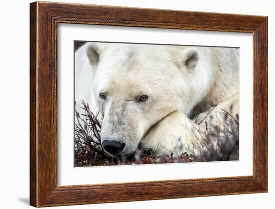 Polar Bear, Canada I-Art Wolfe-Framed Giclee Print