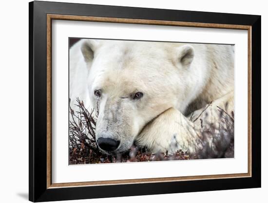 Polar Bear, Canada I-Art Wolfe-Framed Giclee Print